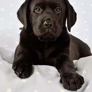 DOG. Black Labrador puppy (8 weeks old ) on blue spotted background