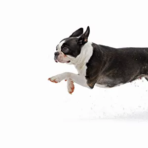 Dog - Boston Terrier running in snow
