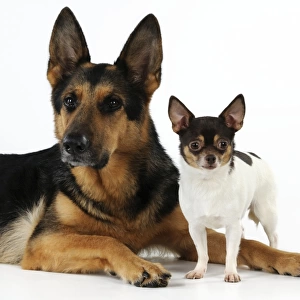 DOG. Chihuahua standing next to a german shepherd laying down
