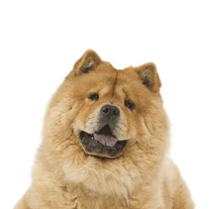 Dog - Chow chow - in studio