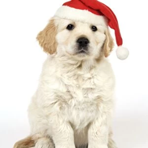Dog. Golden Retriever puppy (6 weeks) sitting down wearing Christmas hat. Digiial Manipulation: Christmas hat, lifted eyes
