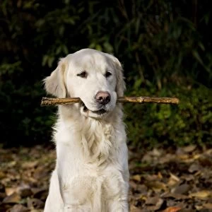 Dog - Golden Retriever sitting down in autumn leaves with stick in mouth