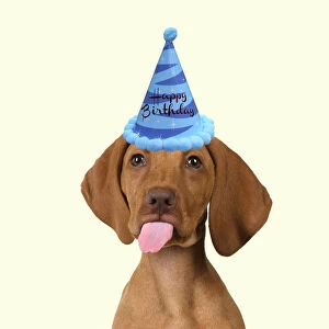 DOG. Hungarian Vizsla puppy wearing a birthday party hat sticking out tongue