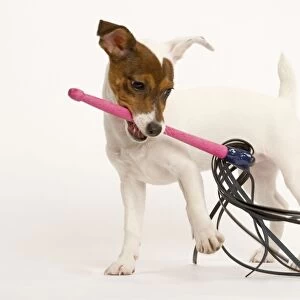 Dog - Jack Russell - playing with toy