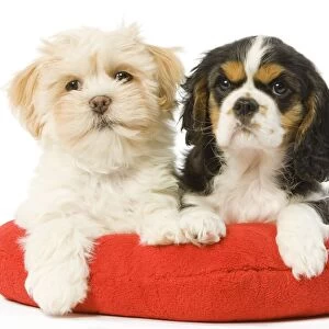 Dog - Lhasa Apso & Cavalier King Charles Spaniel - on heart cushion in studio