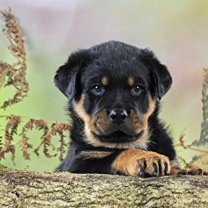 DOG. Rottweiler puppy looking over log