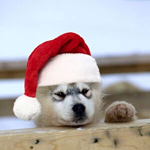 DOG - Siberian / Arctic Husky puppy peering over fence wearing, red Christmas Santa hat