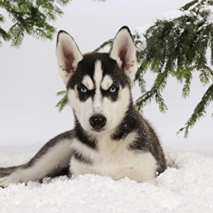 DOG. Siberian husky puppy sitting in snow