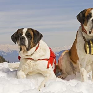 Dog - St Bernard - two Mountain Resuce dogs wearing barrel round neck and first aid kit in snowy mountain setting