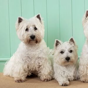 DOG - West highland white terriers sitting together
