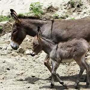 Donkeys - with foal. Arsi Region - Ethiopia