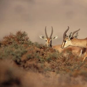 Dorcas / Negav Gazelle In negav desert, Israel