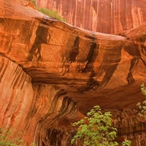 Double Arch Alcove - carved in a 2000 foot sandstone cliff - spring - Taylor Creek - Kolob Section - Zion National Park - Utah - USA
