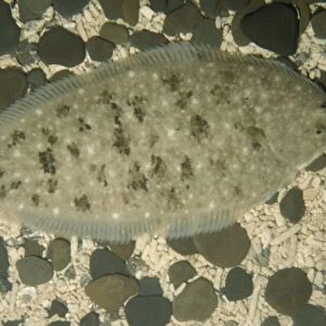 Dover / Common Sole Fish - On sea bed UK marine