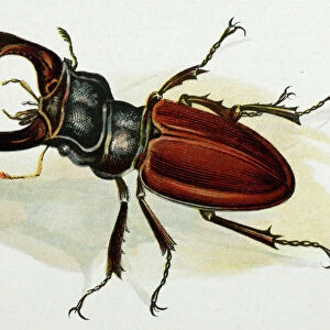 Drawing - Stag beetle, male, old artwork Europe's largest beetle