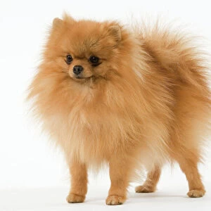 Dwarf Spitz / Pomeranian. Also know as Spitz nain