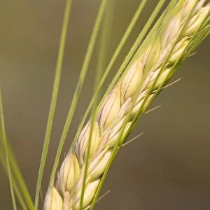 Ear of Barley