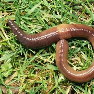 Earthworm Crawling over grass, UK