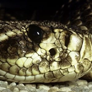 Eastern Diamondback Rattlesnake - heat sensory pit