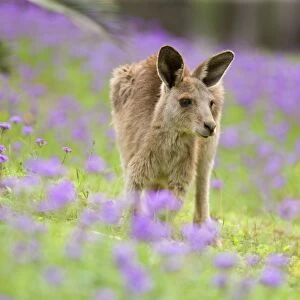 Eastern Grey Kangaroo - young adult grazing in a lush, blooming meadow of pink and yellow flowers - Canarvon Gorge National Park, Queensland, Australia