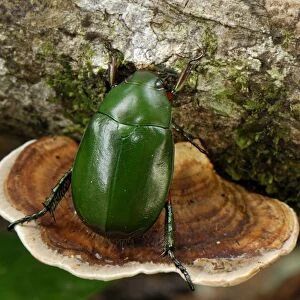 Emerald Flower Beetle - Danum Valley Conservation Area - Sabah - Borneo - Malaysia