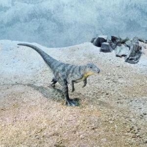 Euparkeria - Prehistoric Reconstruction, Triassic period. Length 1 m. sprints on hind legs