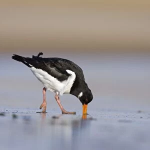 (Eurasian) Oystercatcher Probing and digging deep into sand with its long bill for a worm. South Gare. Cleveland, UK