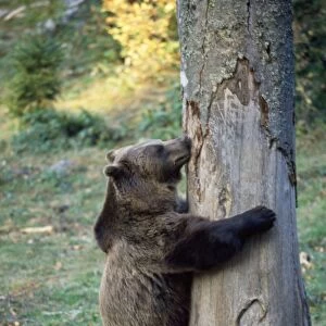 European Brown Bear - eating tree bark