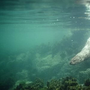European Otter - swiming under water Scotland