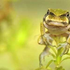 European Treefrog - between tadpole and frog - close-up of face - Switzerland