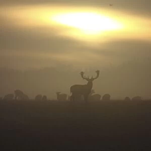 Fallow Deer - at sunrise - Denmark