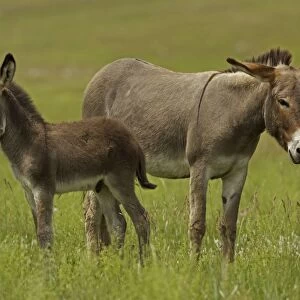 Feral Burro / Donkey - Custer State Park - South Dakota - USA