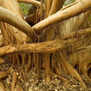 Fig tree roots - this enormous fig tree created an impressive root system to attach itshelf to the steep canyon walls in Dales Gorge. The roots even kind of embrace hugh boulders on the canyon floor to stabilize its weight - Dales Gorge