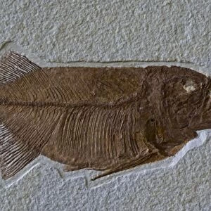 Fish Fossil - Phareodus Aspiration - Phareodus eating Knightia - Lincoln County - Wyoming - USA - 50 million years old