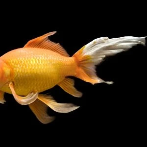 Fish - goldfish - black background