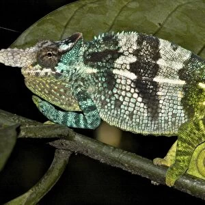 Fisher two-horned Chameleon - male - Nguru South Mts. - Tanzania - Africa