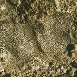 Fossil colonial coral embedded in marine limestone occuring as an uplifted reef complex - Buka Islands - North Solomon Islands - Papa New Guinea