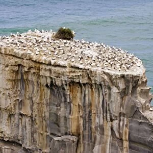 Gannets - nesting at Muriwai gannet colony off west coast near Auckland. North Island - New Zealand. Established around 1900 the gannets replace an earlier nesting site for white terms