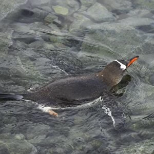 Gentoo Penguin - Swimming Pygoscelis papua Port Lockeroy Antarctic Penninsular BI007803