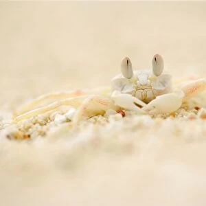 Ghost Crab - perfect mimickry of a white ghost crab on white sandy beach. Frontal portrait - Cape Range National Park, Western Australia, Australia