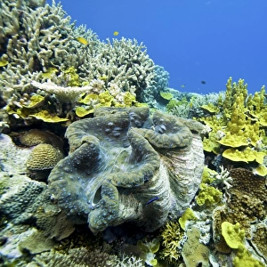 Giant clam - on reef. Wheeler Reef, Great Barrier Reef off Townsville, Queensland, Australia DWD00822