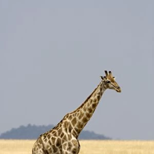 Giraffe - full body portrait in grass land- Etosha National Park - Namibia - Africa