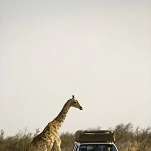 Giraffe - crossing a road with a rental car in the foreground - Etosha National Park - Namibia - Africa