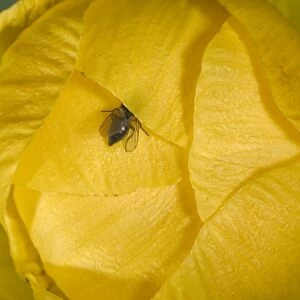 Globe flower - The diaphragm shaped closed flower. The Chiastocheta fly penetrate inside. Europe
