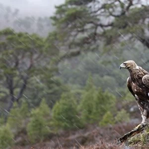 Golden Eagle - in rain. Scottish Moor - Aviemore - Scotland