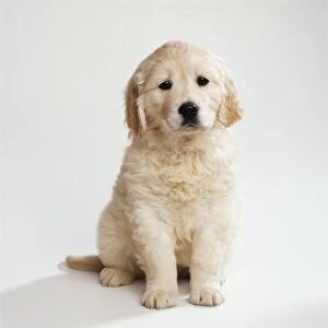 Golden Retriever Dog Puppy, 8 weeks