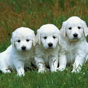 Golden Retriever Dogs 3 x Puppies sitting together