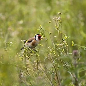 Goldfinch - feeding on Groundsel in uncultivated field - May - Breckland - Noroflk - UK