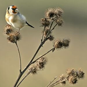 Goldfinch sitting on thistle feeding on thistle seed Beachy Head, Sussex Downs, England, UK
