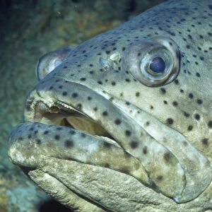 Goliath Grouper - also know as Jewfish / Guasa / Black Bass / Esonue Grouper / Giant Seabass / Hamlet / Southern Jewfish / Spotted Jewfish. Species name previously known as: Serranus itajara and Promicrops itajara